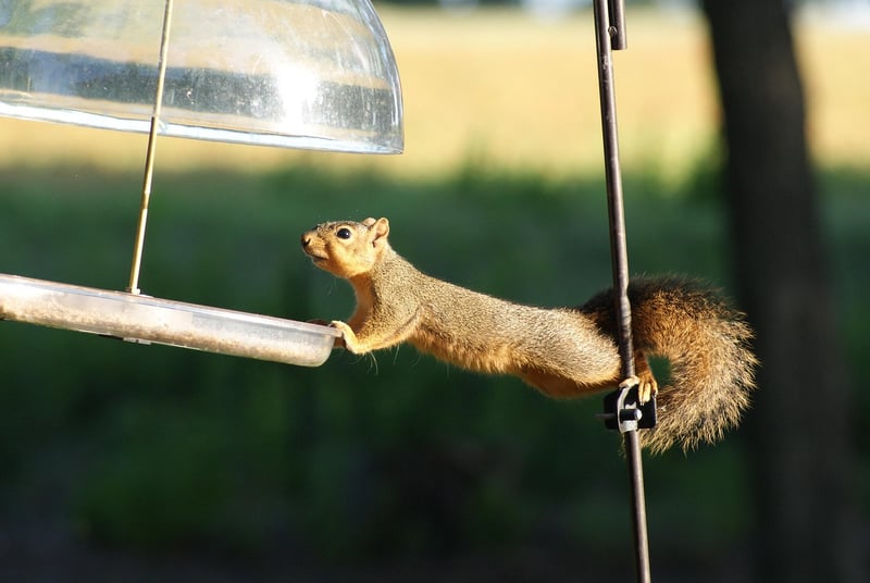 Acrobats